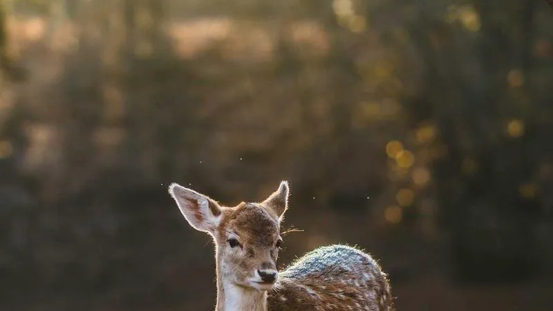 jku-master-project-network-devices-power-consumption-analysis